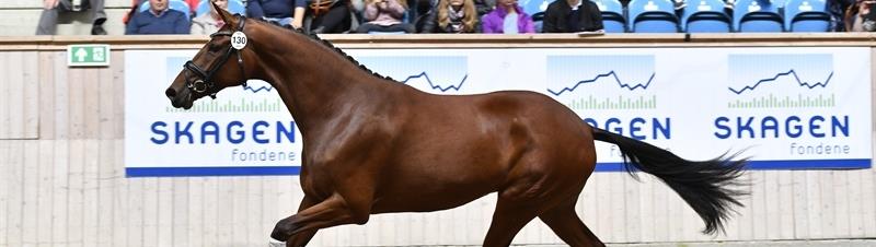 Varna Stensvang 2års eliteskue