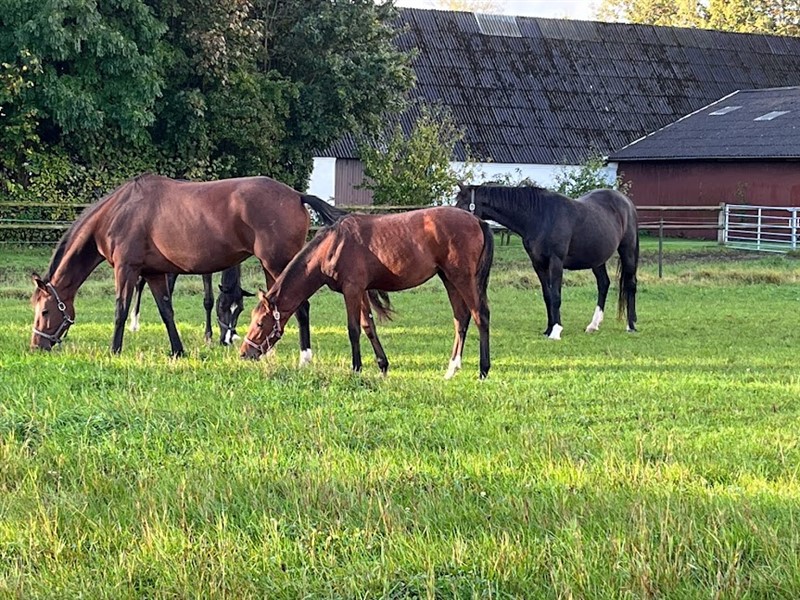Voila Stensvang